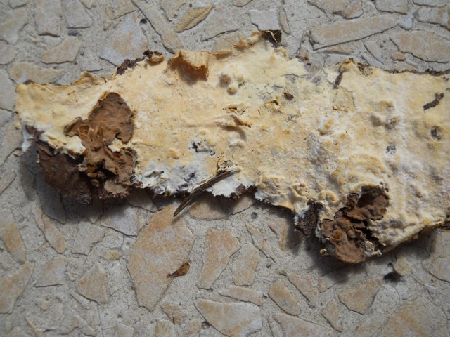 Amphinema byssoides? (Amphinema byssoides)